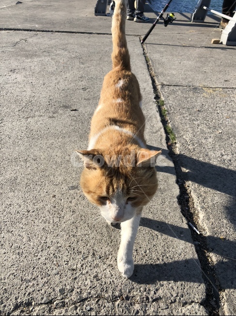 고양이,길고양이,노랑고양이,동물,반려묘,동물,animal,포유류,mammal,고양이,cat,kitten,kitty