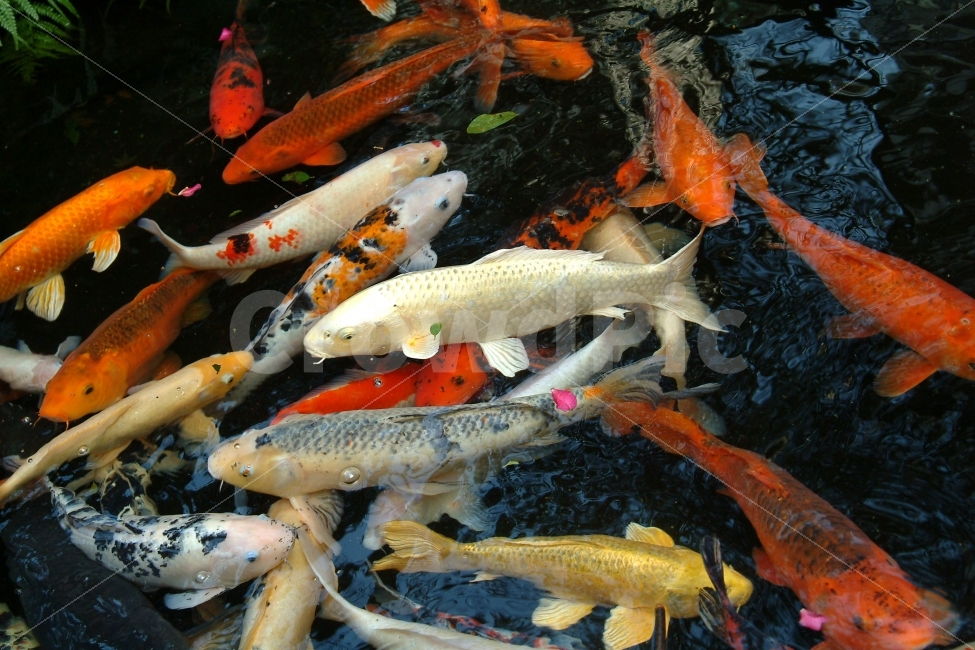 잉어,물고기,연못,어류,생선,컬러,칼라,컬러풀,자연,헤엄,먹이,동물,animal,어류,물고기,fish