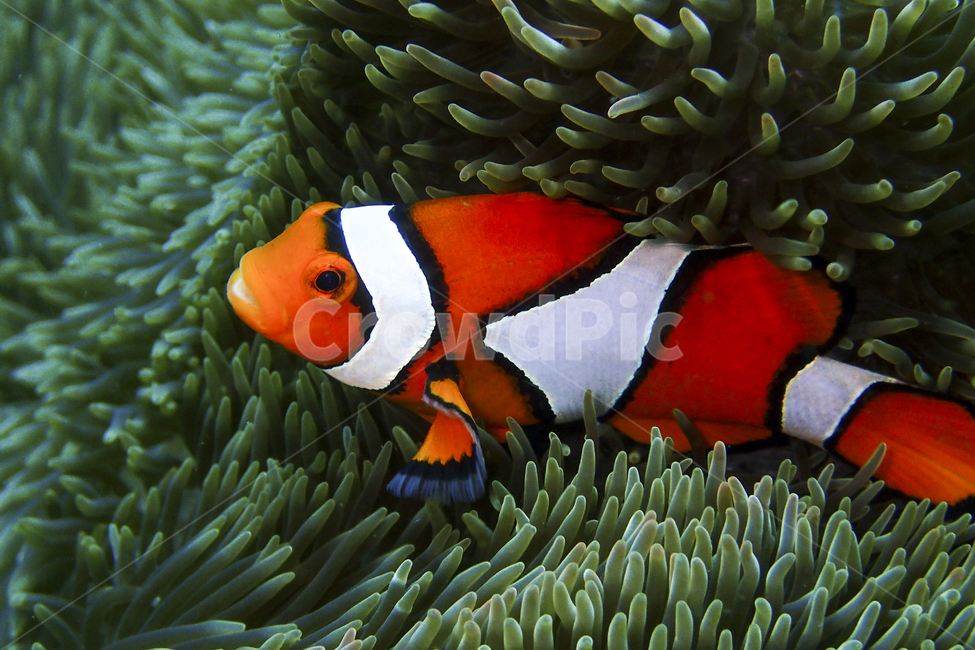 fin,clownfish,cute,crown fish,saltwater fish,Pisces,aquatic life,anemonefish,Ocean,Nemo,sea anemone,marine life,nature,tail,Sea bream,nemo,Anemone Fish,water,orange,ocean,fish,animal,underwater