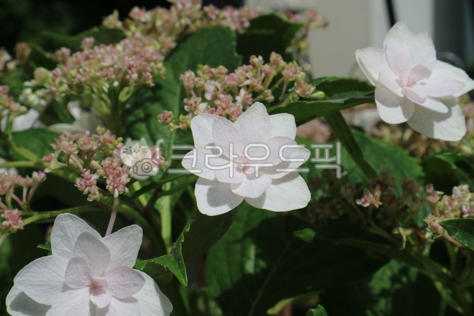 별수국,수국,흰수국,겹수국,꽃,흰꽃,acanthaceae,blossom,flower