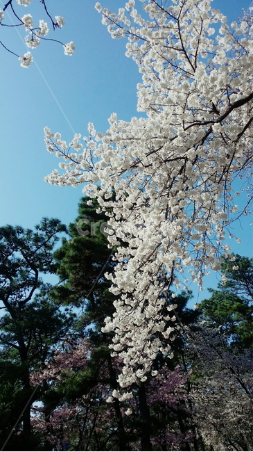 plant,식물,blossom,flower,꽃,벚꽃,봄,야외,풍경,하늘