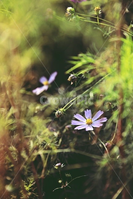 코스모스,cosmos,꽃,flower,green,garden,가을,계절,fall,autumn,season,식물,자연,plants,nature,꽃,flower,plant