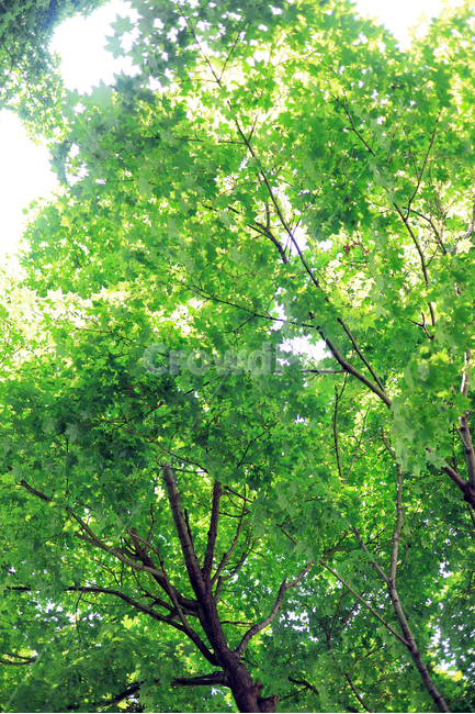나무,녹색,휴식,피톤치드,힐링,자연,식물,자연,plants,nature,나무,trees,wood