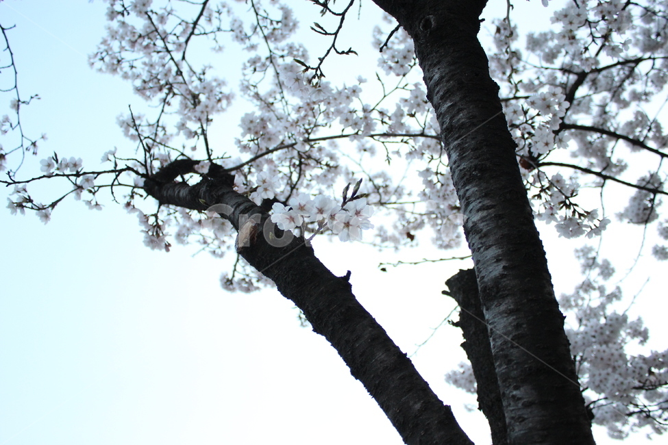 벚꽃,cherryblossom,봄,spring,벚나무,봄맞이,가지,꽃나무,cherryflower,cherrytree,twig,treetrunk,하늘,sky