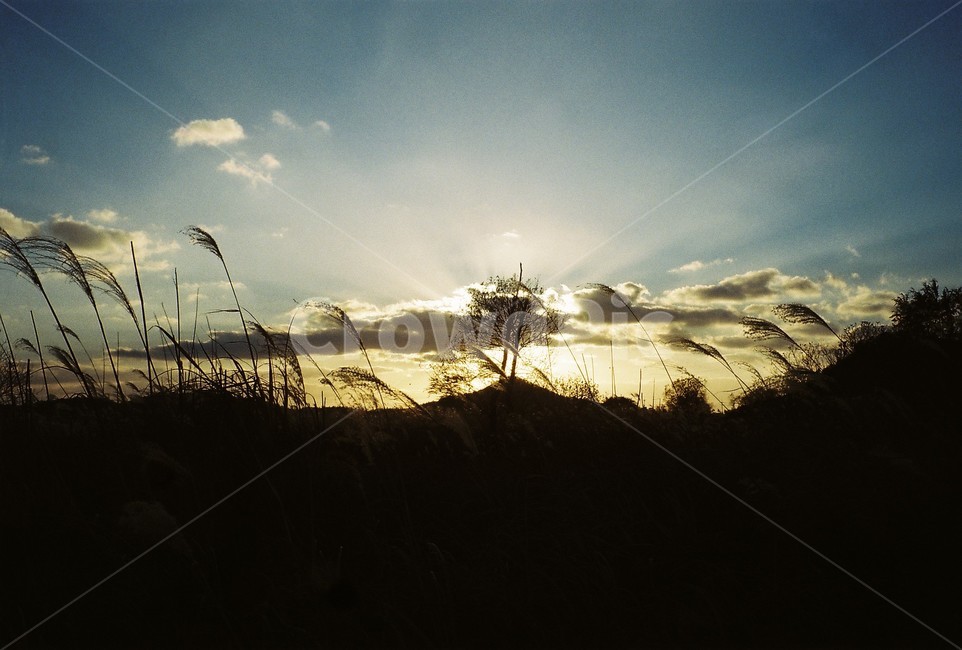 갈대,가을,가을하늘,하늘,노을,자연,풍경,nature,landscape,flare,플레어,light,빛,outdoors,옥외,sunlight,햇빛,sky