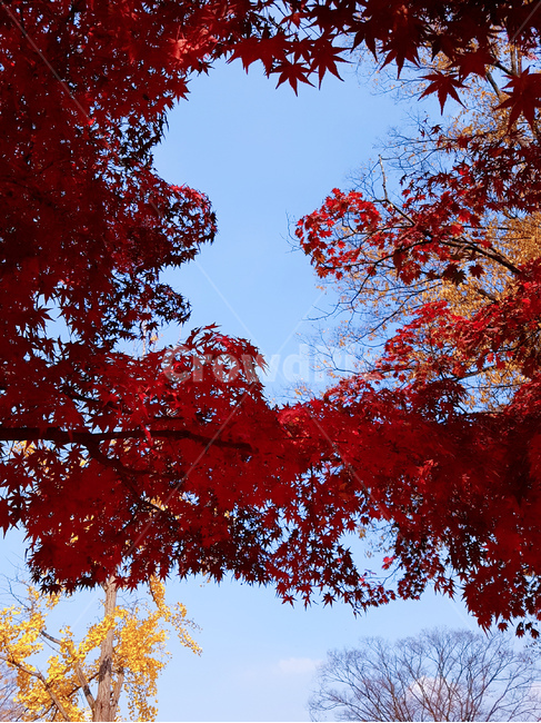 가을,단풍,빨강,풍경,파랑하늘,가을,계절,fall,autumn,season,식물,자연,plants,nature,leaf,잎,plant,tree,나무,maple