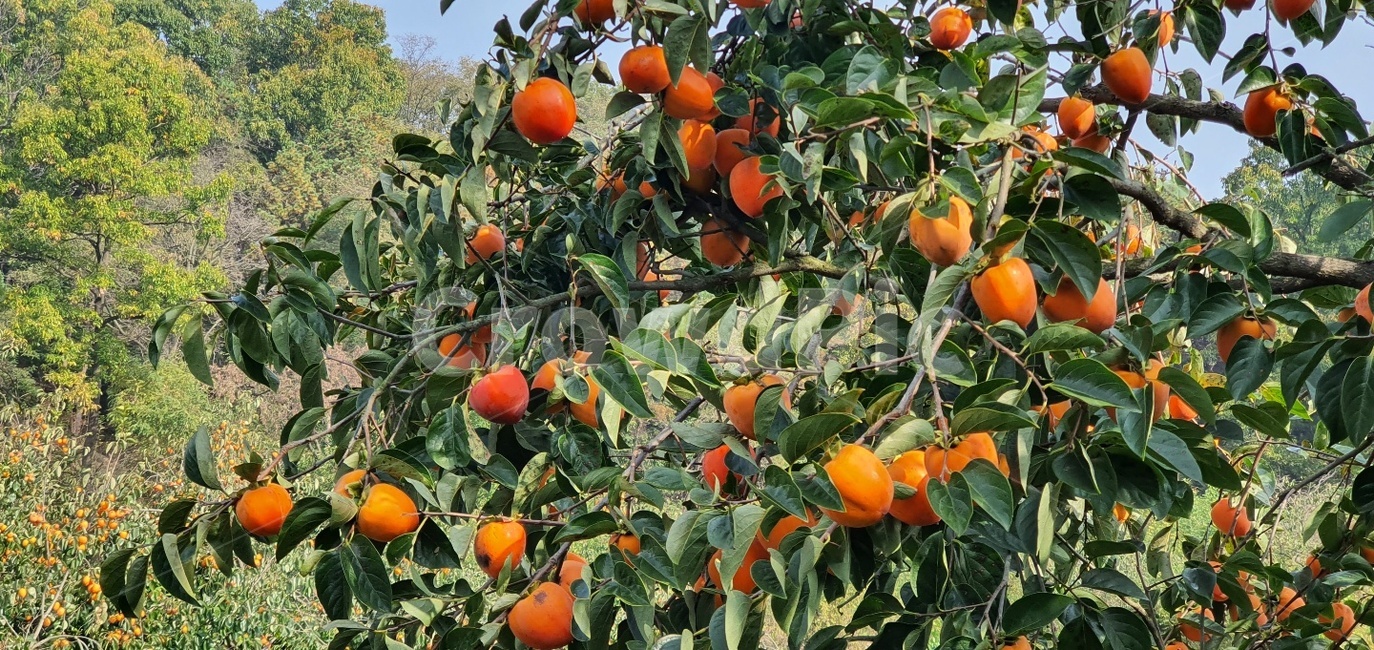 감,대봉,감나무,홍시,자연,과일,열매,fruit