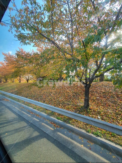 가을,공원,하늘,낙엽,가을낙엽,가을하늘,뱨경,로드뷰,나무,트리,햇살,산책,풍경,가을,계절,fall,autumn,season,식물,자연,plants,nature,나무,trees,wood