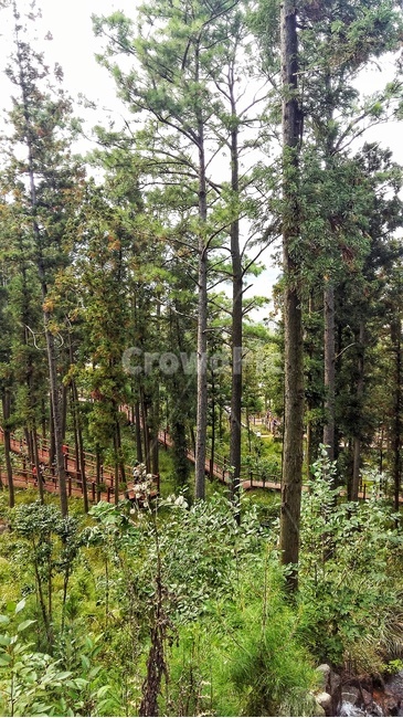 숲,나무,자연,forest,nature,식물,tree,woodland