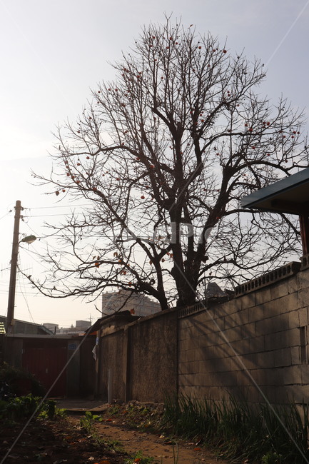 식물,tree,나무,노을,plant