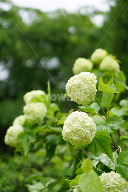 불두화,수국,인천대공원,초록,자연,식물,자연,plants,nature,꽃,flower