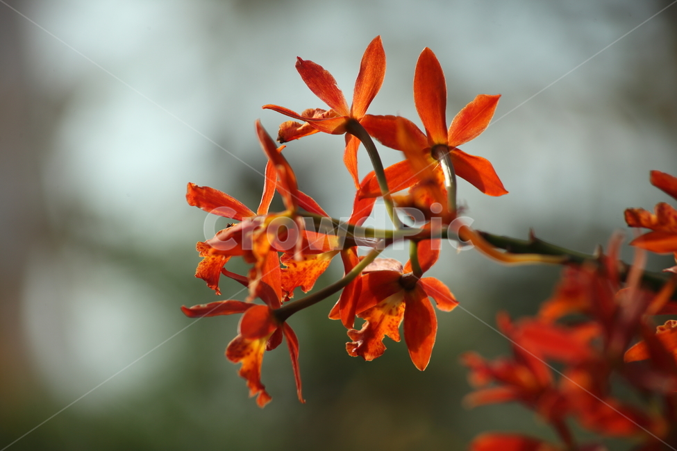 호접란,팔레놉시스,꽃,식물,phaelenopsis,식물,자연,plants,nature,꽃,flower