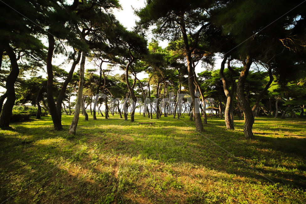 plant,식물,tree,나무,숲,grove,pinetree,소나무,식물,자연,plants,nature,나무,trees,wood