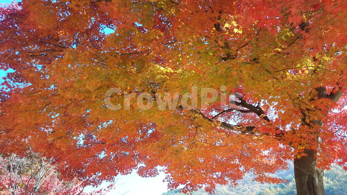 낙엽,단풍,가을,나무,11월,가을,계절,fall,autumn,season,tree,plant,식물,maple