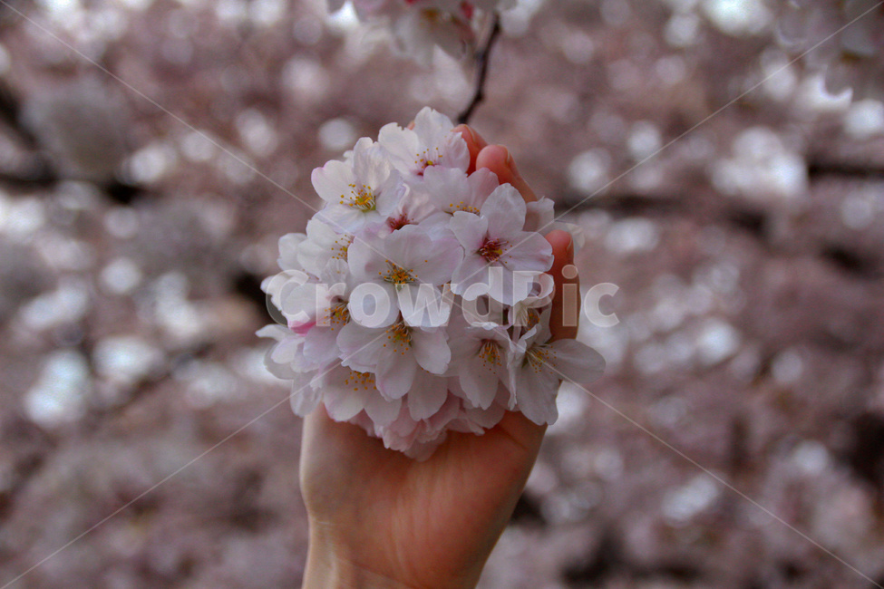 벚꽃,벚꽃나무,벚꽃잎,봄,군항제,손,벚꽃축제,flower,식물