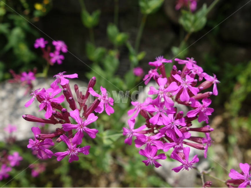 꽃,자연,풍경,여름,식물,식물,자연,plants,nature,꽃,flower