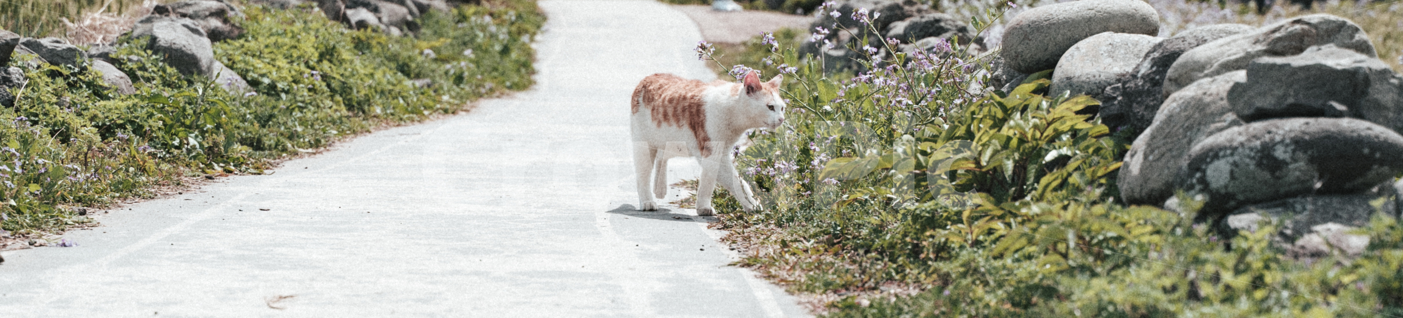 고양이,시골,길,도로,동물,동물,animal,포유류,mammal,고양이,cat,kitten,kitty,감성,sensible,feeling