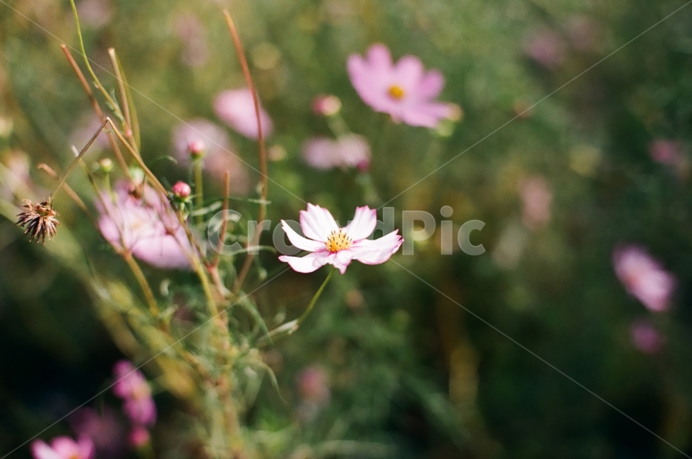 photography,공원,가을,코스모스,식물,감성,꽃,필름카메라,monotone,fall,flower,자연풍경,스냅,snap,pilm,자연,자연사진,가을,계절,fall,autumn,season,식물,자연,plants,nature,꽃,flower,감성,sensible,feeling,plant