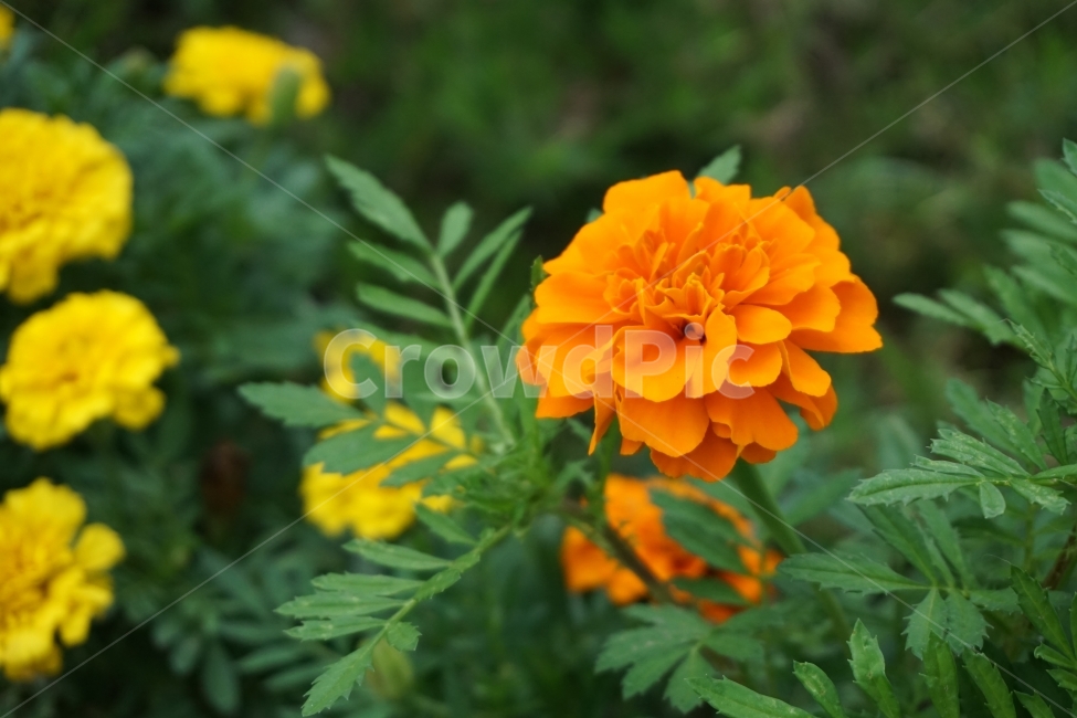 꽃,접사,식물,사진,flower,주황,주황색,식물,자연,plants,nature,꽃,flower