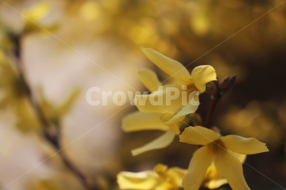 봄,spring,flower,꽃,식물,plant