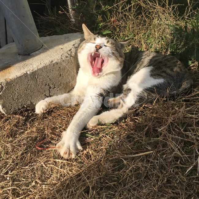고양이,동물,자연,길고양이,cat,동물,animal,포유류,mammal,고양이,cat,kitten,kitty