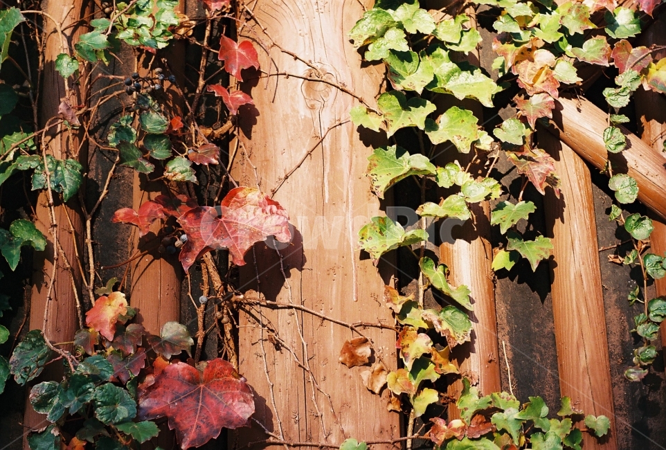 덩쿨식물,가을,단풍,감성사진,필름사진,NikonEM,가을,계절,fall,autumn,season,식물,자연,plants,nature,감성,sensible,feeling,plant,leaf,잎