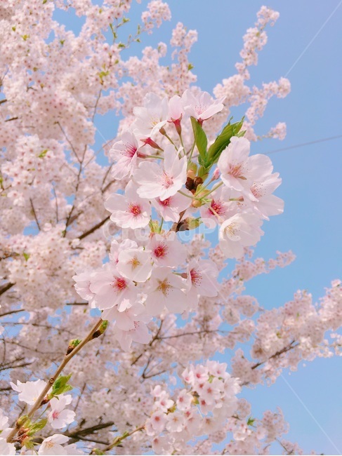 벚꽃,cherryblossom,봄,꽃,flower,spring,분홍색,pink,하늘,sky,색감,감성,자연,nature,plants,식물,나무,tree,계절