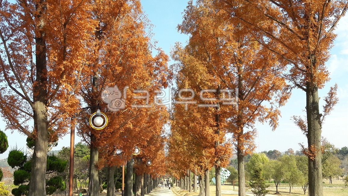 식물,나무,가로수,메타세콰이어,남이섬,plant,tree,침엽수,낙엽,단풍,원근법,구도