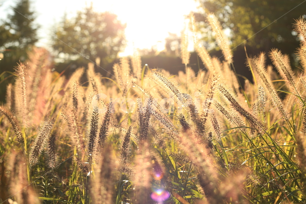 햇살,석양,가을,봄,눈부심,갈대,노을,국가정원,식물,가을,계절,fall,autumn,season,식물,자연,plants,nature,휴식,힐링,rest,relaxation,healing