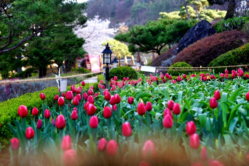 금산,꽃,튜율립,소나무,가로등,식물,자연,plants,nature,꽃,flower