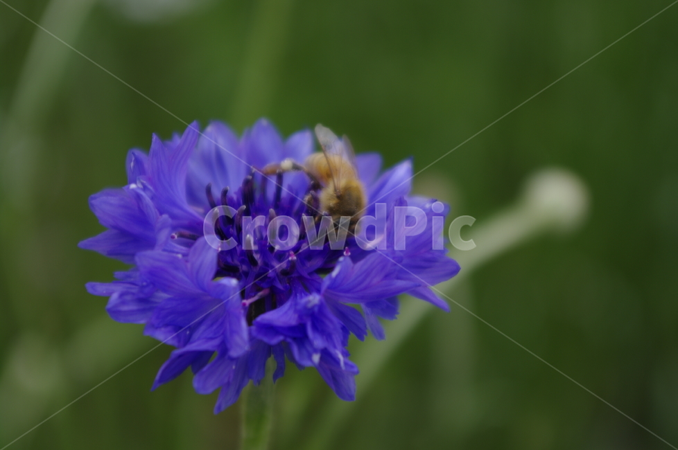 꽃,flower,식물,plant,자연,nature,벌