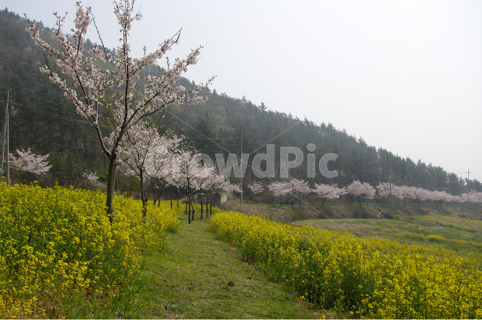 유채꽃밭,벚꽃,벚꽃길,유채,꽃,봄,봄날,봄풍경,감성,spring,flower,노란색,봄길,봄,계절,spring,season,자연,풍경,nature,landscape,한국자연풍경,한국자연경관,korea nature landscape,outdoors,옥외,field,들,grassland,목초지,farm,농장,meadow,rural,농촌