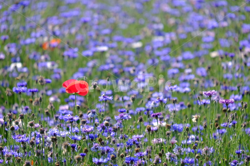 들꽃,꽃,야생화,flower,wildflower,꽃밭