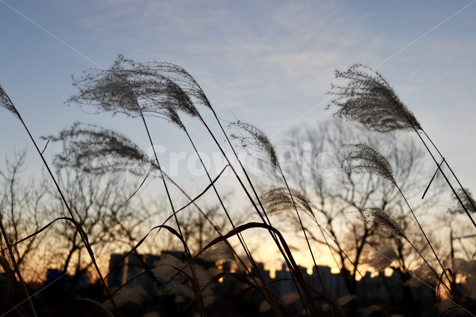 억새,노을,풍경,고독,정취,가을,계절,fall,autumn,season,식물,자연,plants,nature,grass,잔디,plant,lawn,reed,갈대