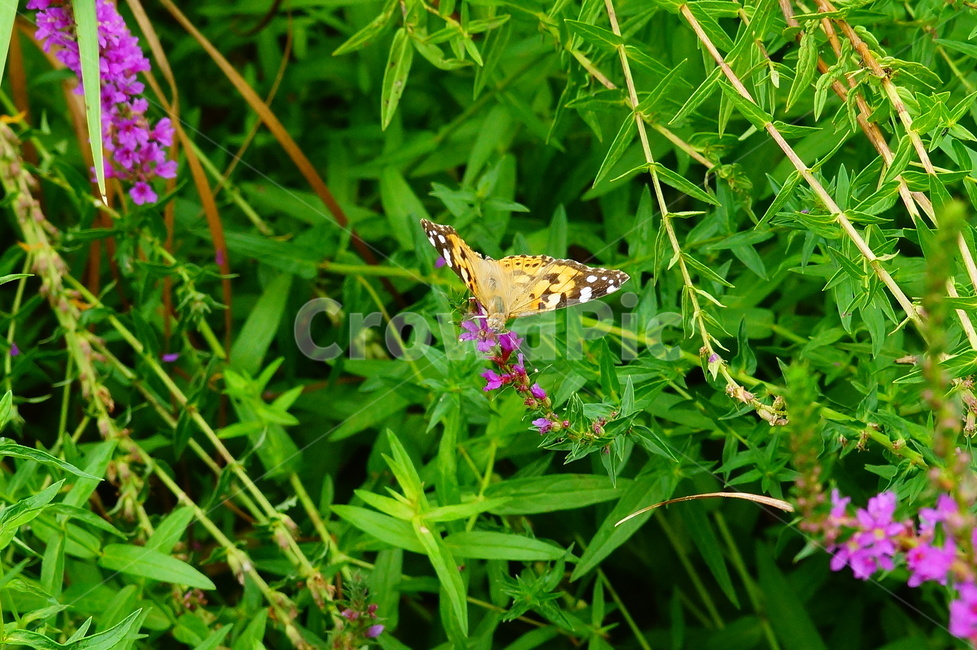 insect,invertebrate,나비,곤충,동물,식물
