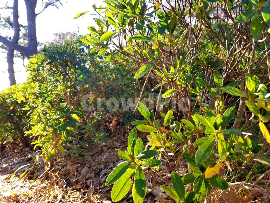 경치,평화,풍경,자연,nature,식물,plant,leaf,잎,식물,자연,plants,nature