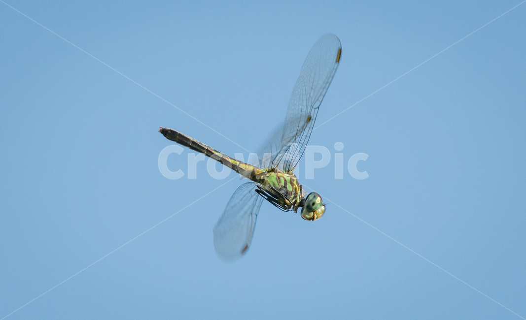 insect,곤충,animal,dragonfly,잠자리,동물,animal,곤충,벌레,insect,bug