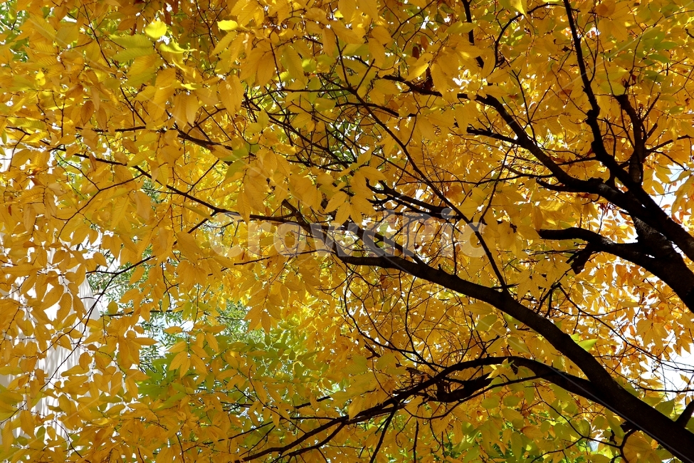 가을,단풍,거리,풍경,벚나무,가을,계절,fall,autumn,season,leaf,잎,plant,식물,tree,나무,maple