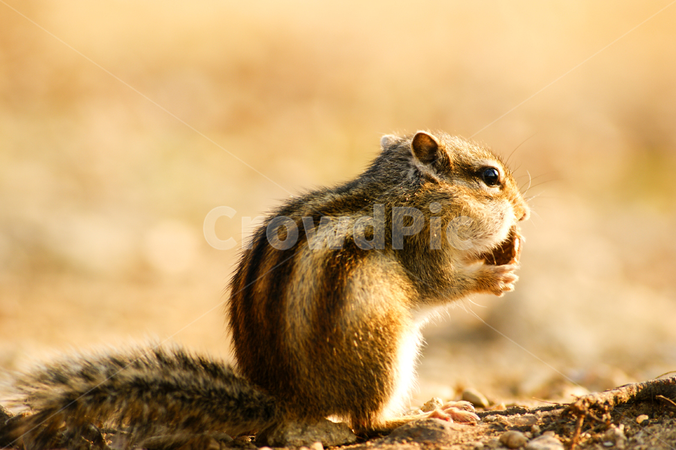 동물,다람쥐,animal,asiaticchipmunk,포유류,무늬다람쥐,동물,animal,포유류,mammal