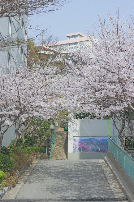 아파트,벚꽃,봄,감성사진,부산,봄,계절,spring,season,도시,풍경,city,landscape,plant,식물