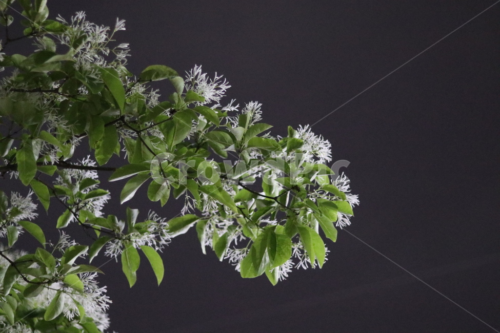 이팝나무꽃,밤,흰색,쌀모양,봄,야경,밤,풍경,nightscape,night,landscape,식물,자연,plants,nature,꽃,flower,potted plant,화분,vase,병 장식,jar,항아리,plant,pottery,도기류