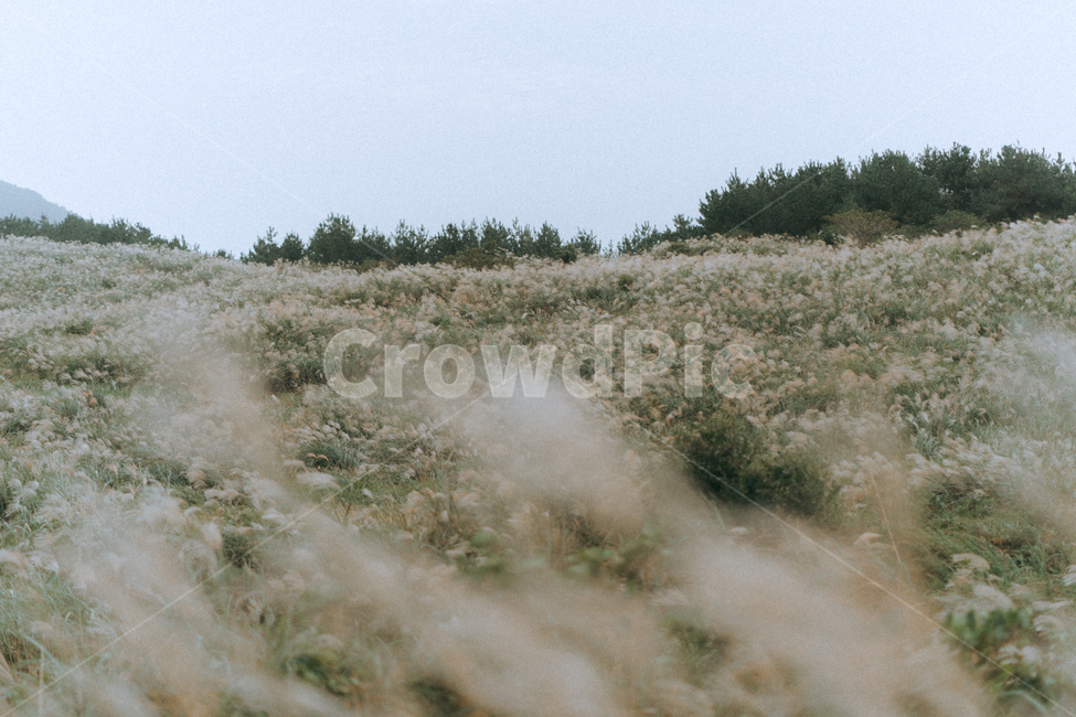 억새,억새풀,풍경,자연,nature,outdoor,옥외,landscape,경치,grassland,목초지,field,들,자연,풍경,nature,landscape