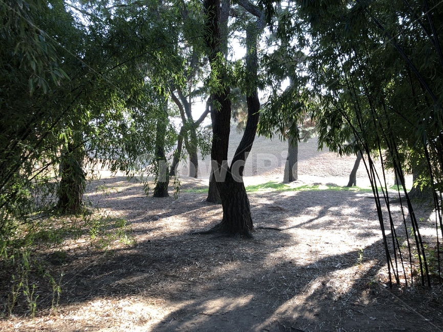 plant,식물,tree,나무,treetrunk,나무줄기,ground,바닥