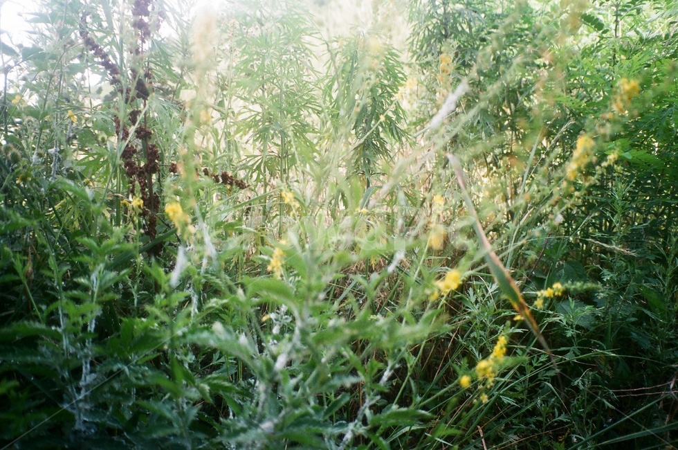 들풀,식물,잡초,시골길,여름식물,자연,초록,생생함,생기,자연,풍경,nature,landscape,jar,항아리,potted plant,화분,pottery,도기류,plant,herbs,허브,planter,파종기,herbal,허벌