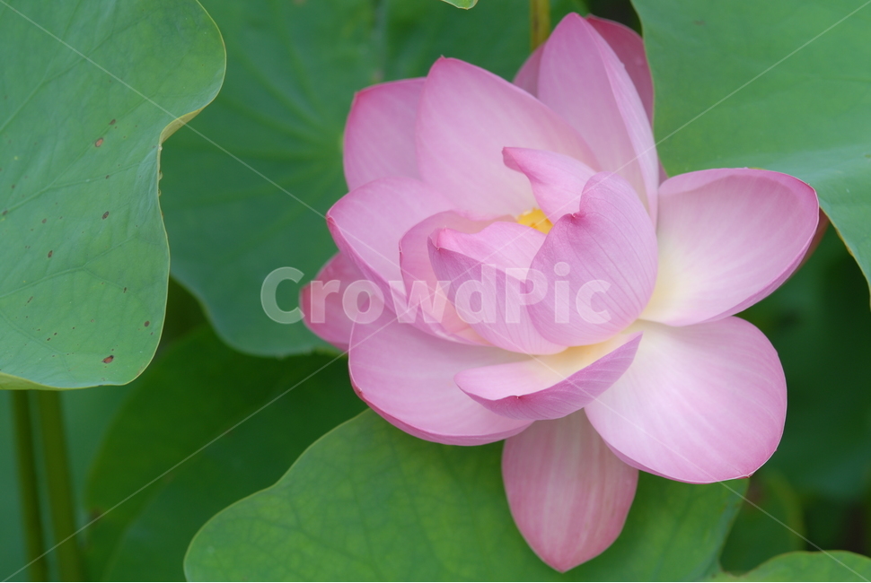 식물,꽃,flower,연꽃,핑크,식물,자연,plants,nature,꽃,flower