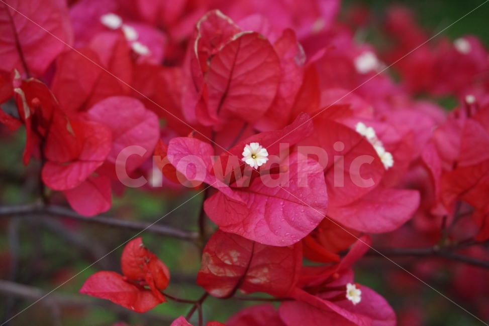 꽃,빨간꽃,정열,열정,flower,이쁜사진,느낌사진,감성사진,꽃사진,식물,자연,plants,nature,꽃,flower