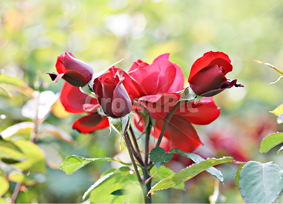 장미,꽃,축제,식물,공원,프라워,고백,식물,자연,plants,nature,꽃,flower