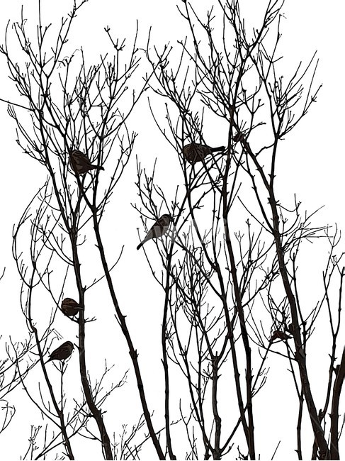나무,식물,새,참새,조류,텃새,그림,누끼,자연,동물,animal,조류,새,birds