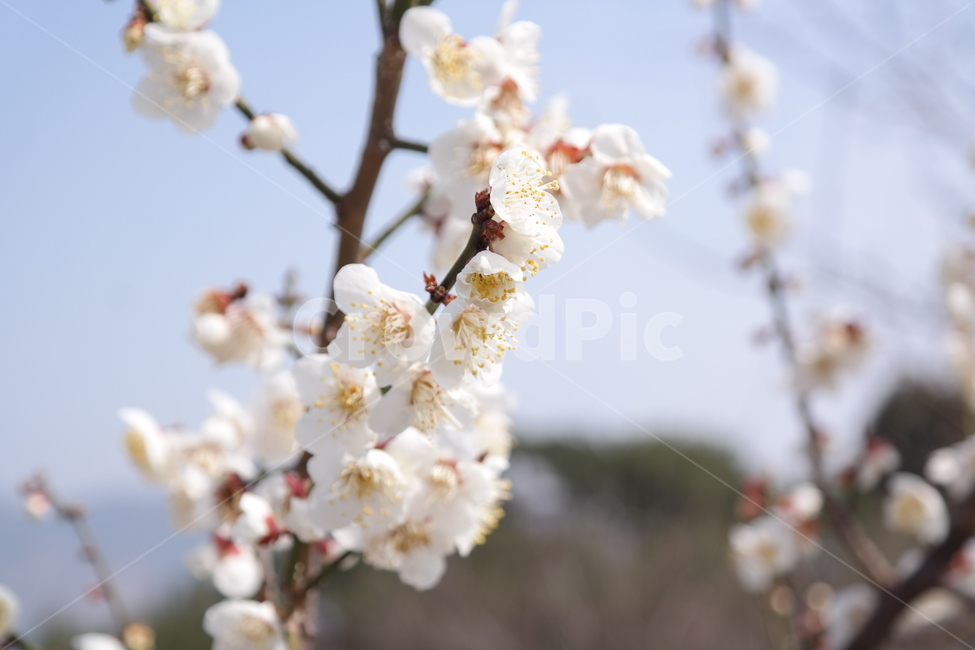 꽃,매화,flower,봄,spring,봄꽃,매화꽃,매실,prunusmume,나무,가지,식물,korea,자연,season,plants,nature,경치,scenery,야외