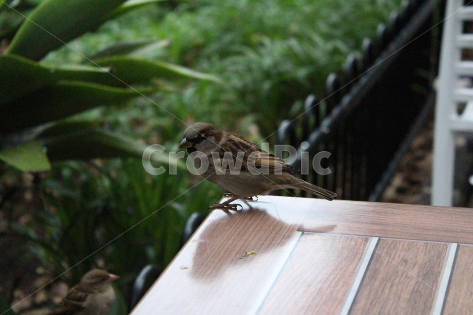 animal,동물,bird,sparrow,새,참새